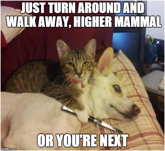 you're next
 | JUST TURN AROUND AND WALK AWAY, HIGHER MAMMAL; OR YOU'RE NEXT | image tagged in warning killer cat | made w/ Imgflip meme maker