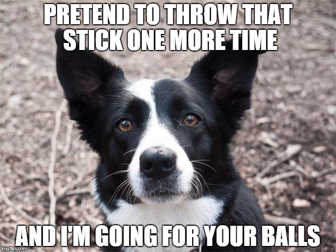 PRETEND TO THROW THAT STICK ONE MORE TIME; AND I'M GOING FOR YOUR BALLS | image tagged in dog | made w/ Imgflip meme maker