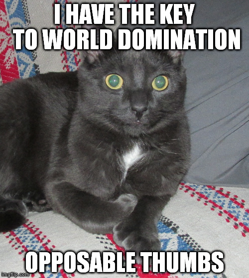 Polydactyl Cat | I HAVE THE KEY TO WORLD DOMINATION; OPPOSABLE THUMBS | image tagged in funny cat memes | made w/ Imgflip meme maker