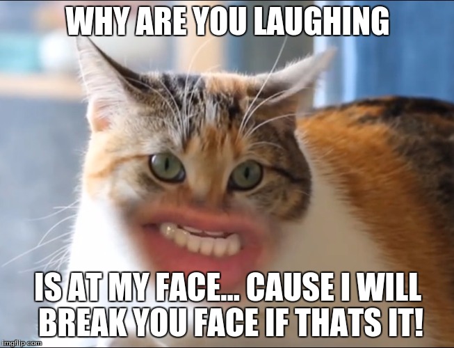 MEOW Cat | WHY ARE YOU LAUGHING; IS AT MY FACE... CAUSE I WILL BREAK YOU FACE IF THATS IT! | image tagged in meow cat | made w/ Imgflip meme maker