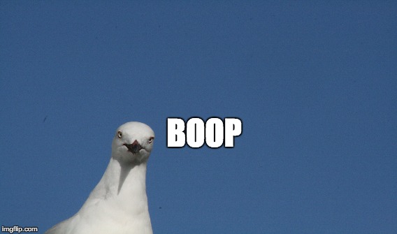Boop |  BOOP | image tagged in funny,funny memes,cute,seagull | made w/ Imgflip meme maker