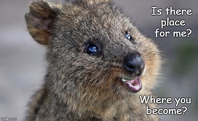 Quokka Query  | Is there place for me? Where you become? | image tagged in quokka,where are you going,can i come | made w/ Imgflip meme maker