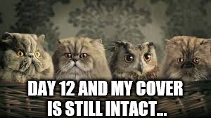 Undercover boss | DAY 12 AND MY COVER IS STILL INTACT... | image tagged in memes,cats,owl,undercover | made w/ Imgflip meme maker