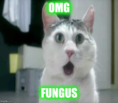 OMG FUNGUS | made w/ Imgflip meme maker