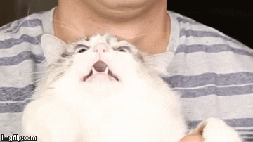 Best Meme Impression Ever | image tagged in gifs,cat | made w/ Imgflip video-to-gif maker