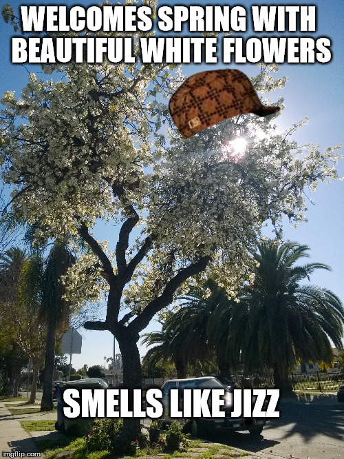 WELCOMES SPRING WITH BEAUTIFUL WHITE FLOWERS; SMELLS LIKE JIZZ | image tagged in AdviceAnimals | made w/ Imgflip meme maker