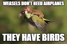 WEASELS DON'T NEED AIRPLANES; THEY HAVE BIRDS | image tagged in weasels | made w/ Imgflip meme maker