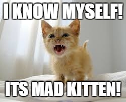 I KNOW MYSELF! ITS MAD KITTEN! | made w/ Imgflip meme maker
