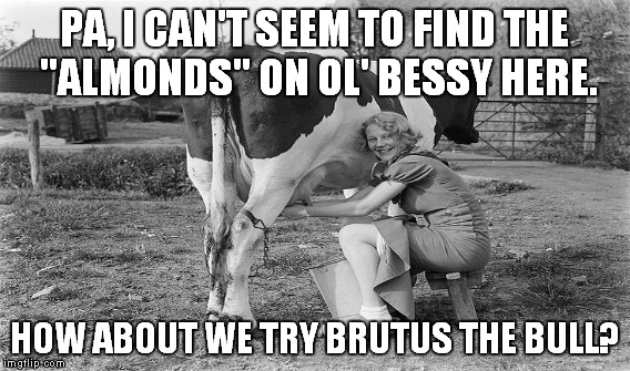PA, I CAN'T SEEM TO FIND THE "ALMONDS" ON OL' BESSY HERE. HOW ABOUT WE TRY BRUTUS THE BULL? | made w/ Imgflip meme maker