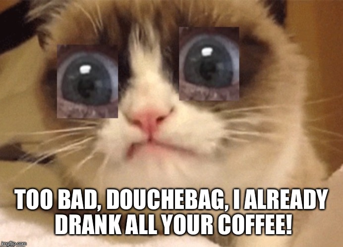 TOO BAD, DOUCHEBAG, I ALREADY DRANK ALL YOUR COFFEE! | image tagged in gray eyed grumpy cat | made w/ Imgflip meme maker