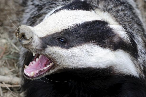 badger Blank Meme Template