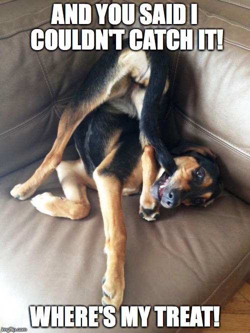 AND YOU SAID I COULDN'T CATCH IT! WHERE'S MY TREAT! | image tagged in told you so,dog,funny dogs,memes | made w/ Imgflip meme maker