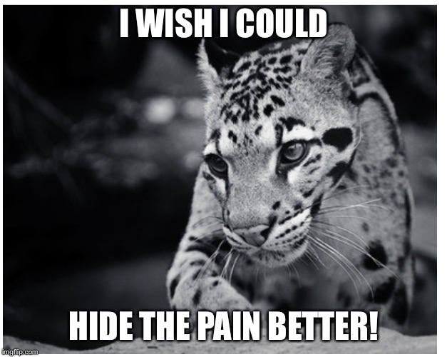 I WISH I COULD HIDE THE PAIN BETTER! | image tagged in big timid wild cat | made w/ Imgflip meme maker