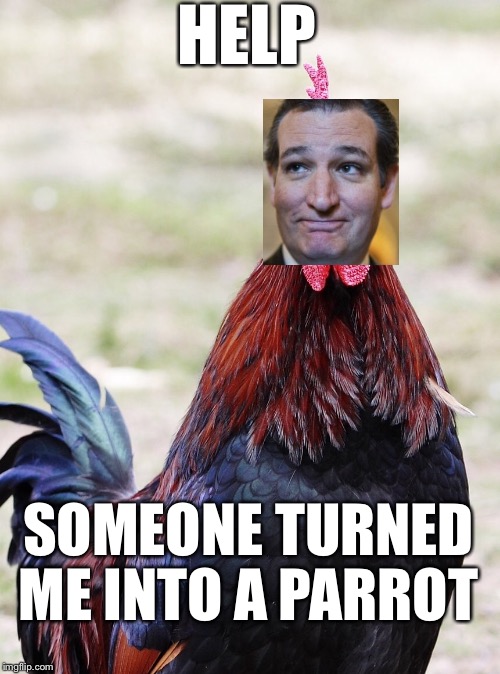 Cock | HELP SOMEONE TURNED ME INTO A PARROT | image tagged in cock | made w/ Imgflip meme maker