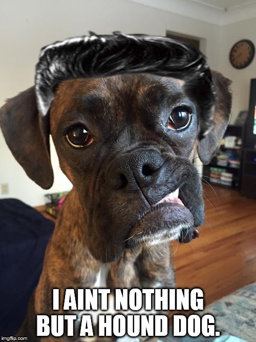 Hound dog | I AINT NOTHING BUT A HOUND DOG. | image tagged in elvis presley,hound dog | made w/ Imgflip meme maker