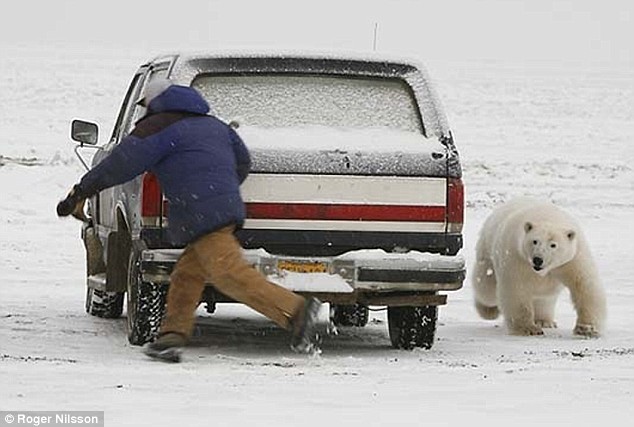 Polar Bear Day Blank Meme Template