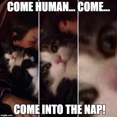 napMAster | COME HUMAN... COME... COME INTO THE NAP! | image tagged in cats,cat,nap,fat cat | made w/ Imgflip meme maker