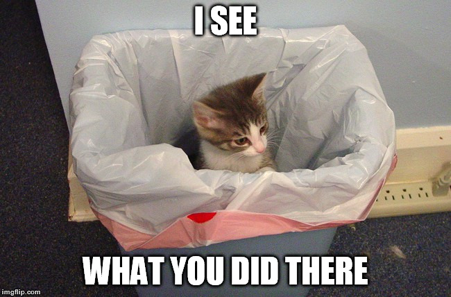 Now what? | I SEE WHAT YOU DID THERE | image tagged in lolcats | made w/ Imgflip meme maker