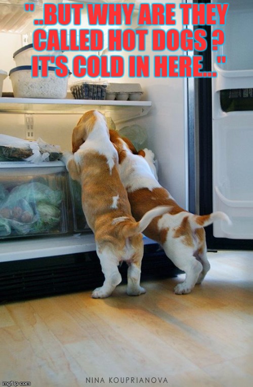 "..BUT WHY ARE THEY CALLED HOT DOGS ? IT'S COLD IN HERE..." | image tagged in humor,pets | made w/ Imgflip meme maker