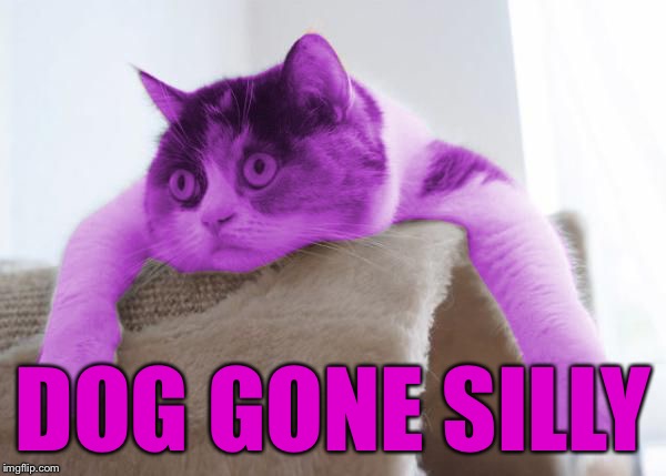 RayCat Stare | DOG GONE SILLY | image tagged in raycat stare | made w/ Imgflip meme maker