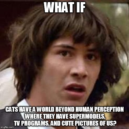 Conspiracy Keanu Meme | WHAT IF; CATS HAVE A WORLD BEYOND HUMAN PERCEPTION WHERE THEY HAVE SUPERMODELS, TV PROGRAMS, AND CUTE PICTURES OF US? | image tagged in memes,conspiracy keanu | made w/ Imgflip meme maker