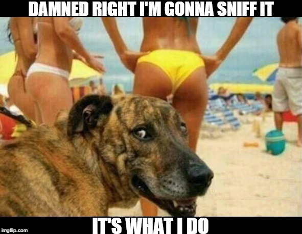 itI's what I do | DAMNED RIGHT I'M GONNA SNIFF IT; IT'S WHAT I DO | image tagged in it's what i do,i'm gonna sniff it,dog | made w/ Imgflip meme maker