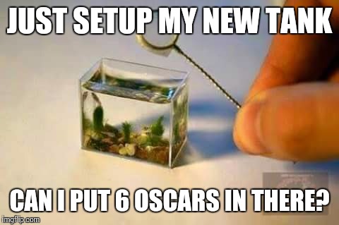 JUST SETUP MY NEW TANK; CAN I PUT 6 OSCARS IN THERE? | image tagged in fish,oscars,cichlid,aquarium | made w/ Imgflip meme maker