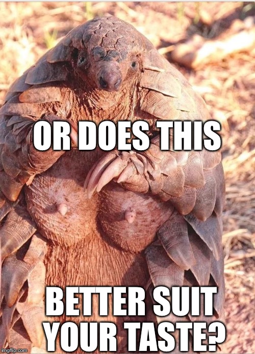 OR DOES THIS BETTER SUIT YOUR TASTE? | image tagged in pangolin | made w/ Imgflip meme maker