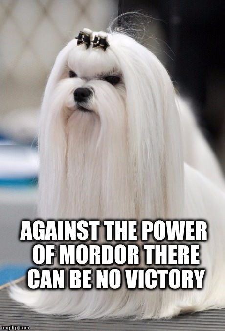 The Lord of the Mutts | AGAINST THE POWER OF MORDOR THERE CAN BE NO VICTORY | image tagged in memes,lord of the rings,funny,the lord of the rings | made w/ Imgflip meme maker