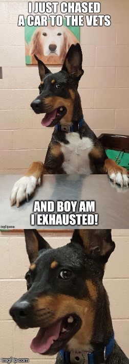 Dog Joke | image tagged in doge,dog,jokes | made w/ Imgflip meme maker