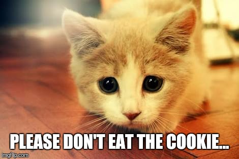 Cute cat | PLEASE DON'T EAT THE COOKIE... | image tagged in cute cat | made w/ Imgflip meme maker