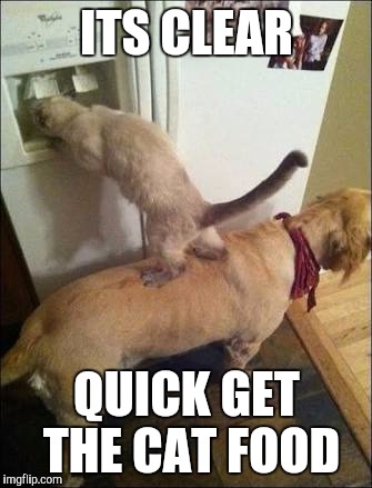 Smart animals | ITS CLEAR; QUICK GET THE CAT FOOD | image tagged in smart animals | made w/ Imgflip meme maker