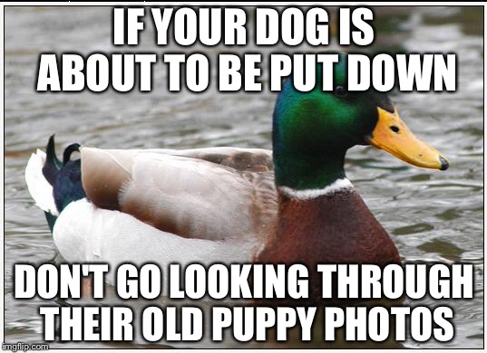 Don't make the same mistake I did :( | IF YOUR DOG IS ABOUT TO BE PUT DOWN; DON'T GO LOOKING THROUGH THEIR OLD PUPPY PHOTOS | image tagged in memes,actual advice mallard | made w/ Imgflip meme maker