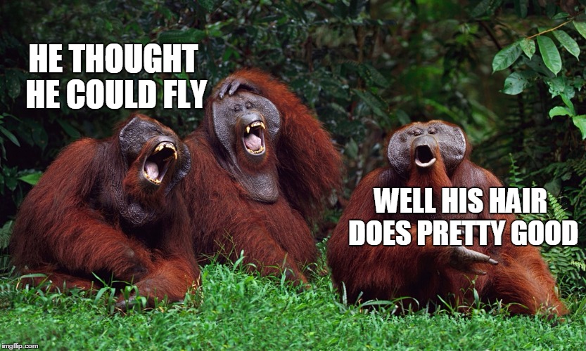 laughing orangutans | HE THOUGHT HE COULD FLY WELL HIS HAIR DOES PRETTY GOOD | image tagged in laughing orangutans | made w/ Imgflip meme maker