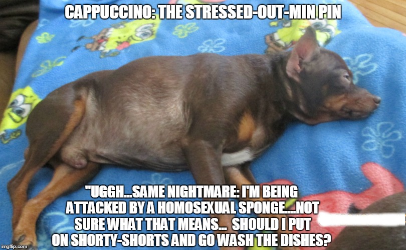 Cappuccino: The Stressed-Out- Min Pin | CAPPUCCINO: THE STRESSED-OUT-MIN PIN; "UGGH...SAME NIGHTMARE: I'M BEING ATTACKED BY A HOMOSEXUAL SPONGE....NOT SURE WHAT THAT MEANS...

SHOULD I PUT ON SHORTY-SHORTS AND GO WASH THE DISHES? | image tagged in funny dogs,dogs,funny,funny memes,stressed out dog | made w/ Imgflip meme maker