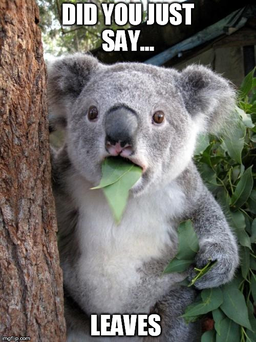 Surprised Koala | DID YOU JUST SAY... LEAVES | image tagged in memes,surprised koala | made w/ Imgflip meme maker