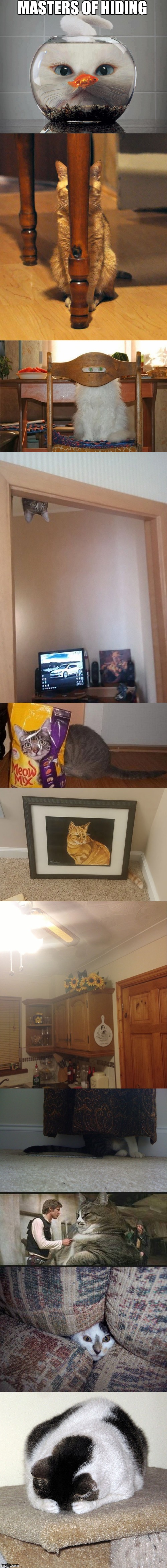 Hiding the pain is all the rage right now, how about hiding spots? | MASTERS OF HIDING | image tagged in memes,cats | made w/ Imgflip meme maker