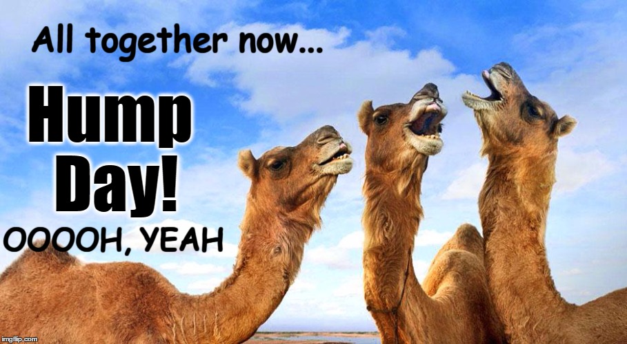 Hump Day | OOOOH, YEAH | image tagged in camel,trio,oh yeah | made w/ Imgflip meme maker