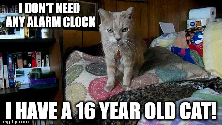 I DON'T NEED ANY ALARM CLOCK; I HAVE A 16 YEAR OLD CAT! | image tagged in cats,pets | made w/ Imgflip meme maker