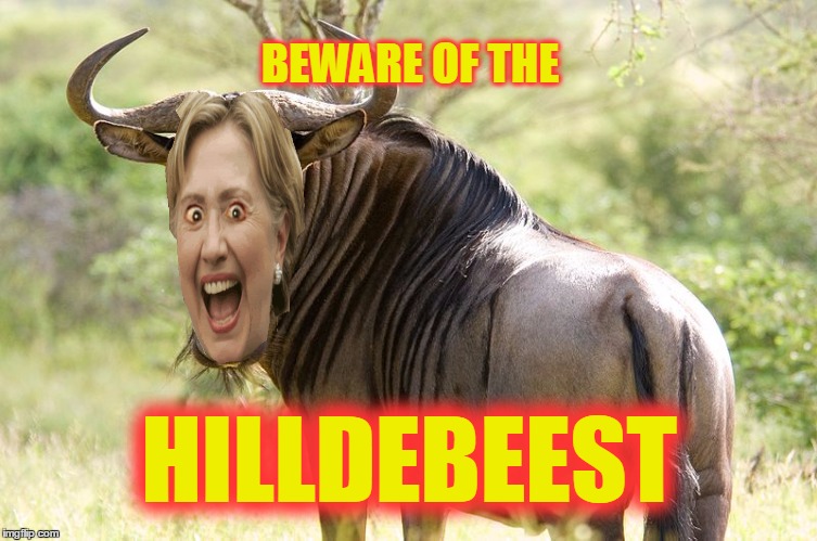 Insightful political memes can challenge preconceptions, inform, and present complicated issues simply. This isn't one of those. | BEWARE OF THE; HILLDEBEEST | image tagged in wildebeest,memes,political,election 2016,hillary clinton,hilldebeest | made w/ Imgflip meme maker