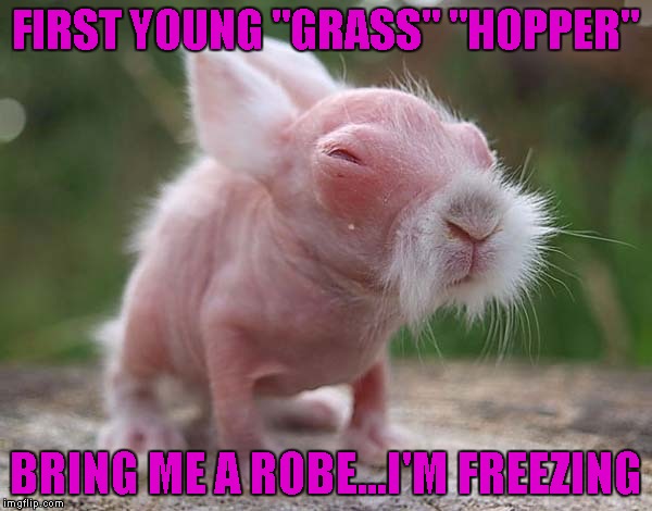 FIRST YOUNG "GRASS" "HOPPER" BRING ME A ROBE...I'M FREEZING | made w/ Imgflip meme maker