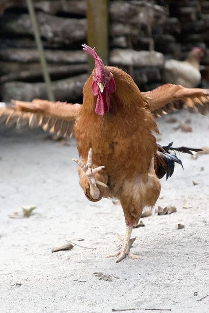 High Quality Karate Chicken Blank Meme Template