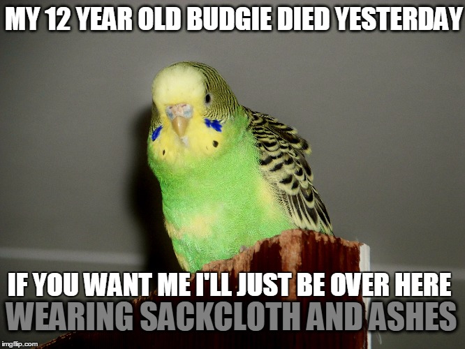 Goodbye, Otto | MY 12 YEAR OLD BUDGIE DIED YESTERDAY; IF YOU WANT ME I'LL JUST BE OVER HERE; WEARING SACKCLOTH AND ASHES | image tagged in otto,budgies,chov,12,sackcloth,ashes | made w/ Imgflip meme maker