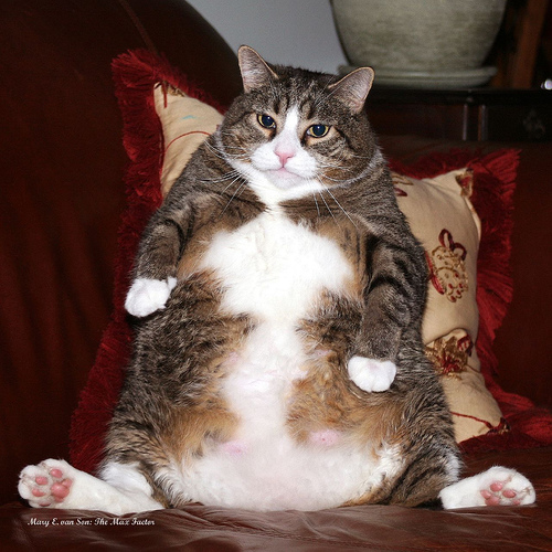 Fat cat Blank Meme Template