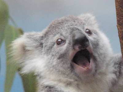 Oh my god koala Blank Meme Template