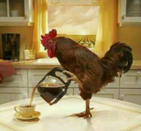 High Quality Cock & Coffee Blank Meme Template