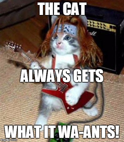 THE CAT WHAT IT WA-ANTS! ALWAYS GETS | made w/ Imgflip meme maker