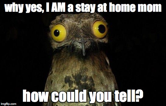Crazy eyed bird | why yes, I AM a stay at home mom; how could you tell? | image tagged in crazy eyed bird | made w/ Imgflip meme maker