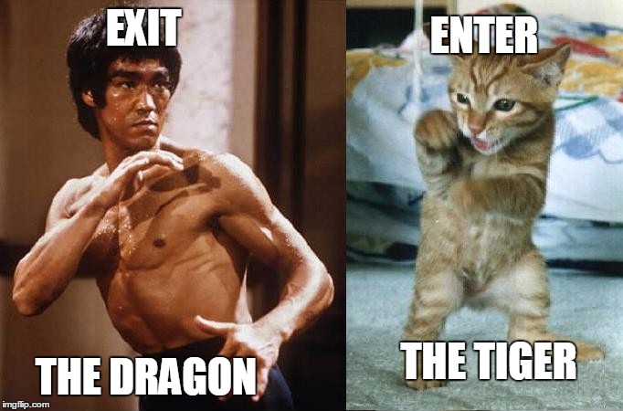 FEAR ME!!! RAWRRR!!! | ENTER; EXIT; THE DRAGON; THE TIGER | image tagged in memes,funny,cats,bruce lee | made w/ Imgflip meme maker