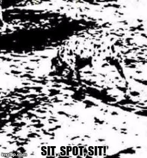Did you spot the dog?  | SIT, SPOT, SIT! | image tagged in dog-spot,spot,dog,sit,brain | made w/ Imgflip meme maker